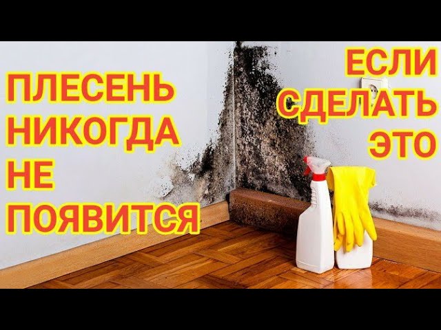 Как избавиться от грибка и плесени на стенах и потолке
