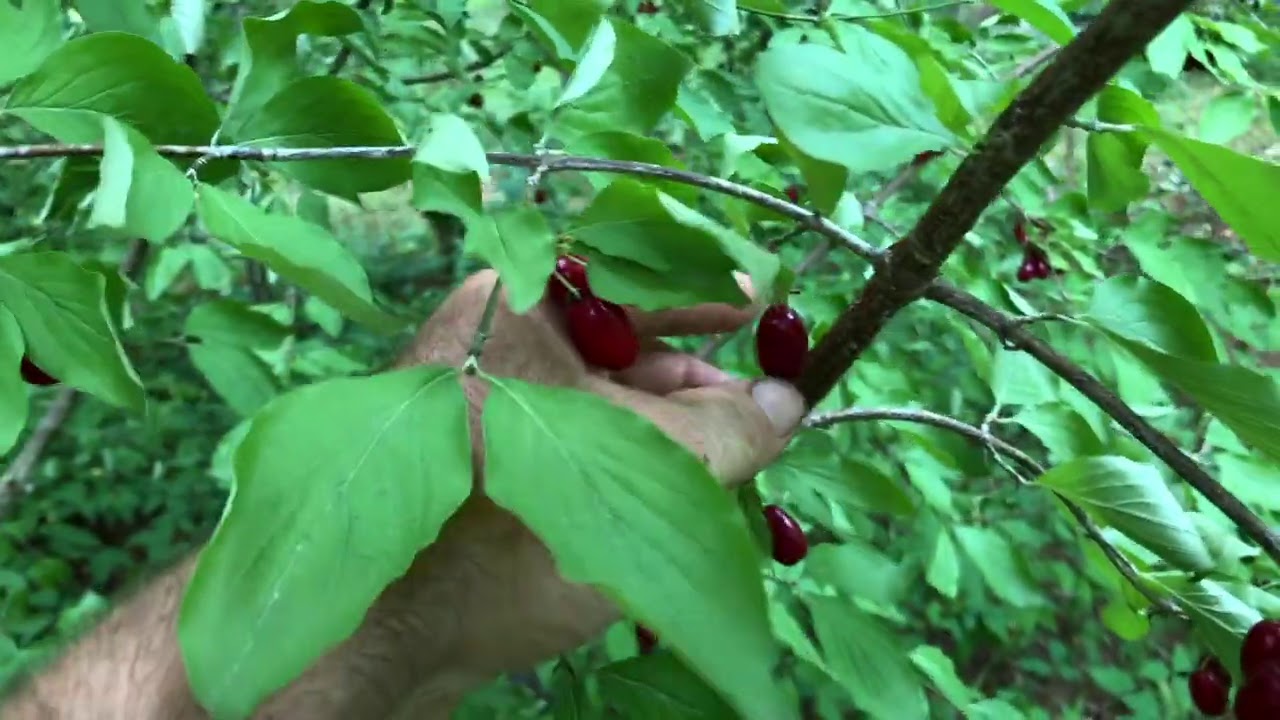 Cornelian Cherry - Plant Profile