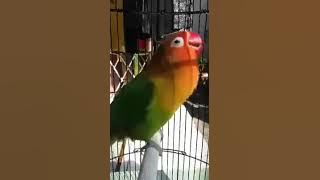 DURASI bisa jadi !! mendekati Lovebird candi putri
