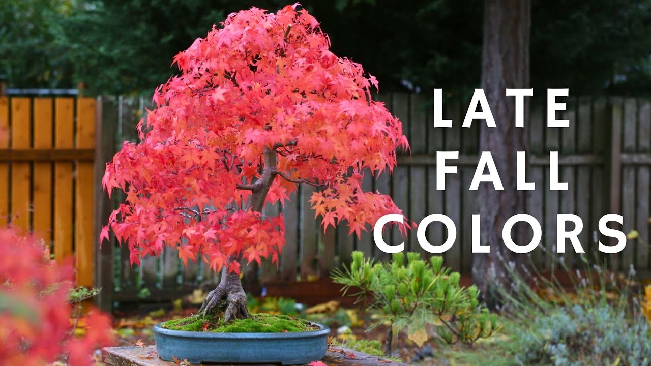 Late Fall Colors on Japanese Maple
