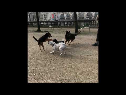 Paris Dogs Meeting パリの犬たち