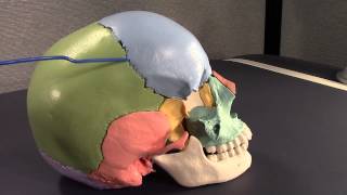 Human Cranial Anatomy: Intro & Part I