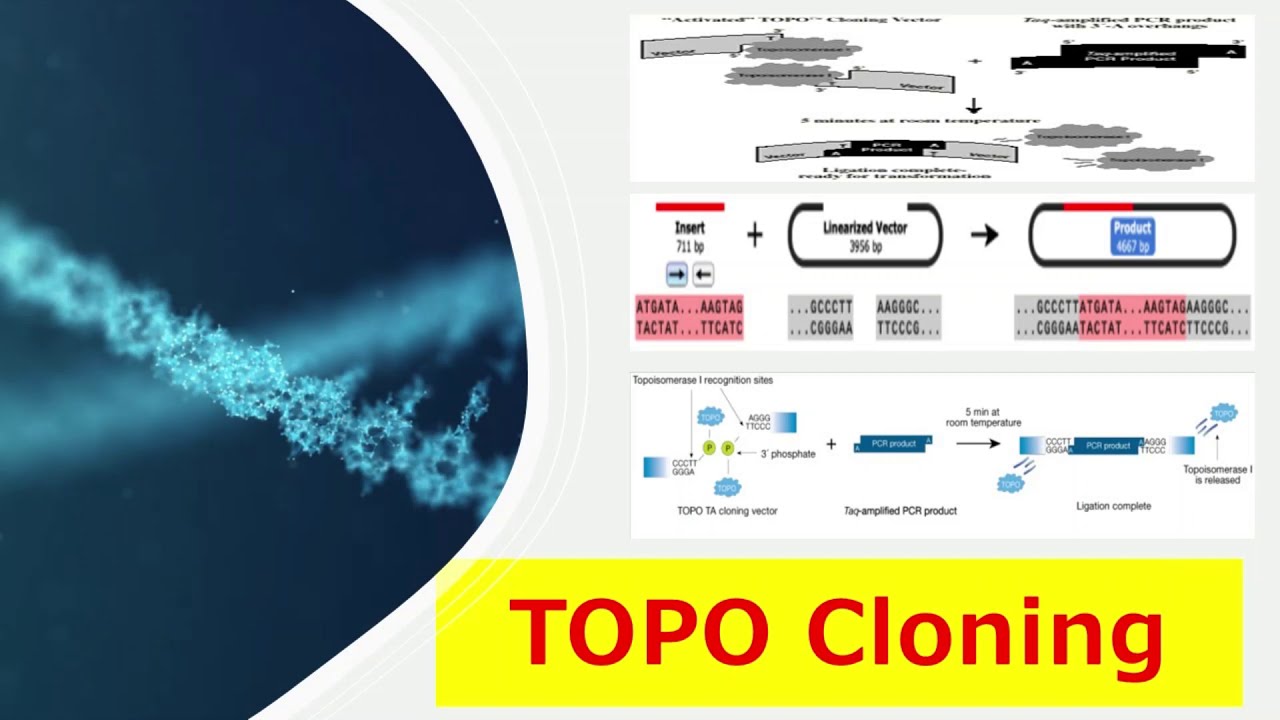 TOPO Cloning Introduction, Types of TOPO Cloning, Principle and the