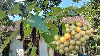 First Fertilization of Langu-Grafted Eggplant (Solonum Marutianum)