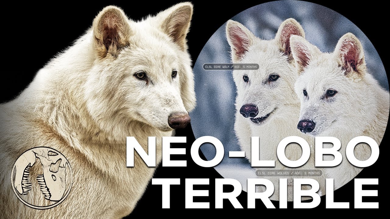 Hablemos de los NEO-LOBOS TERRIBLES de Colossal