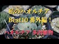 【多肉植物】私のハオルチアコレクション Best 10 番外編　Haworthia Best 10 extra edition.how to grow Succulents ビザールプランツ