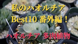 【多肉植物】私のハオルチアコレクション Best 10 番外編　Haworthia Best 10 extra edition.how to grow Succulents ビザールプランツ