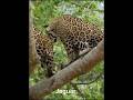 Perbedaan Jaguar dan Macan Tutul #hewan