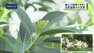 こんな楽しみ方も...　小笠原、行きたいけれど行けないあなたへ