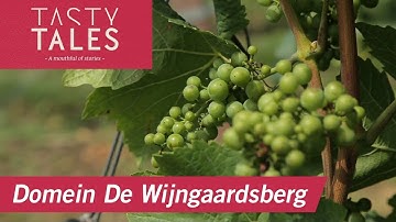 DOMEIN DE WIJNGAARDSBERG (Ulestraten) • Limburgse wijnen uit het Mergelland •  Tasty Tales