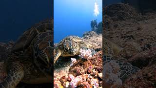 Turtle Feasting on a Soft Coral