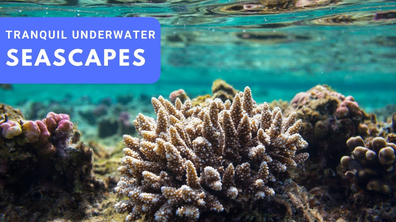 Underwater Seascapes: A Tranquil Journey