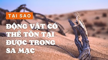 Tại sao động vật có thể tồn tại được trong sa mạc? | KIẾN THỨC HÔM NAY