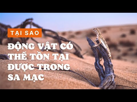 Video: Động vật trong sa mạc là gì?