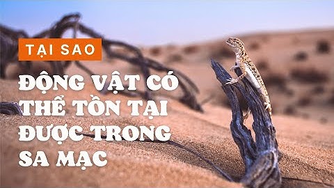 Ở môi trường hoang mạc thực vật có điều kiện phát triển hơn ở đâu