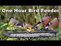 Video of Birds For Cats To Watch - Bullfinch, Goldfinch, Greenfinch, Blackcap HD