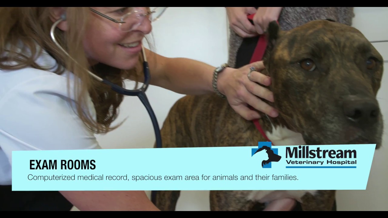Millstream Veterinarian Hospital Veterinarian in Victoria BC YouTube