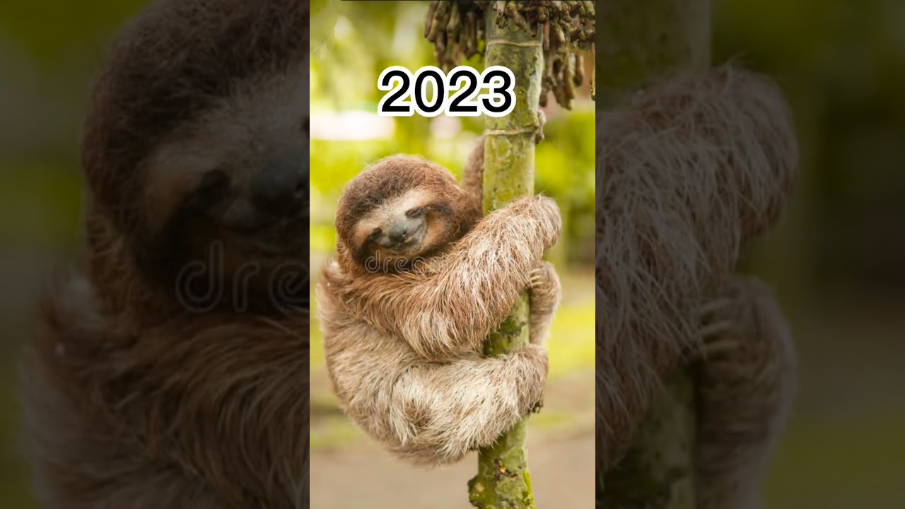 2023 Sloth and 5000bce sloth||mythical biology|| 