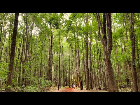 Makawao Forest Reserve - Maui Hiking & Biking