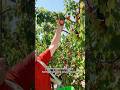 L'Abricot des Baronnies IGP, la star de l'été ☀️ | Pourdebon
