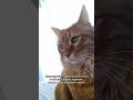 Когда случайно пошевелилась утром 😂 #funnymoments #funnycatsvideos #funnykids #shortsfunny #cats