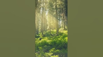 سورة فصلت (19-21) تلاوة فهد المطيري