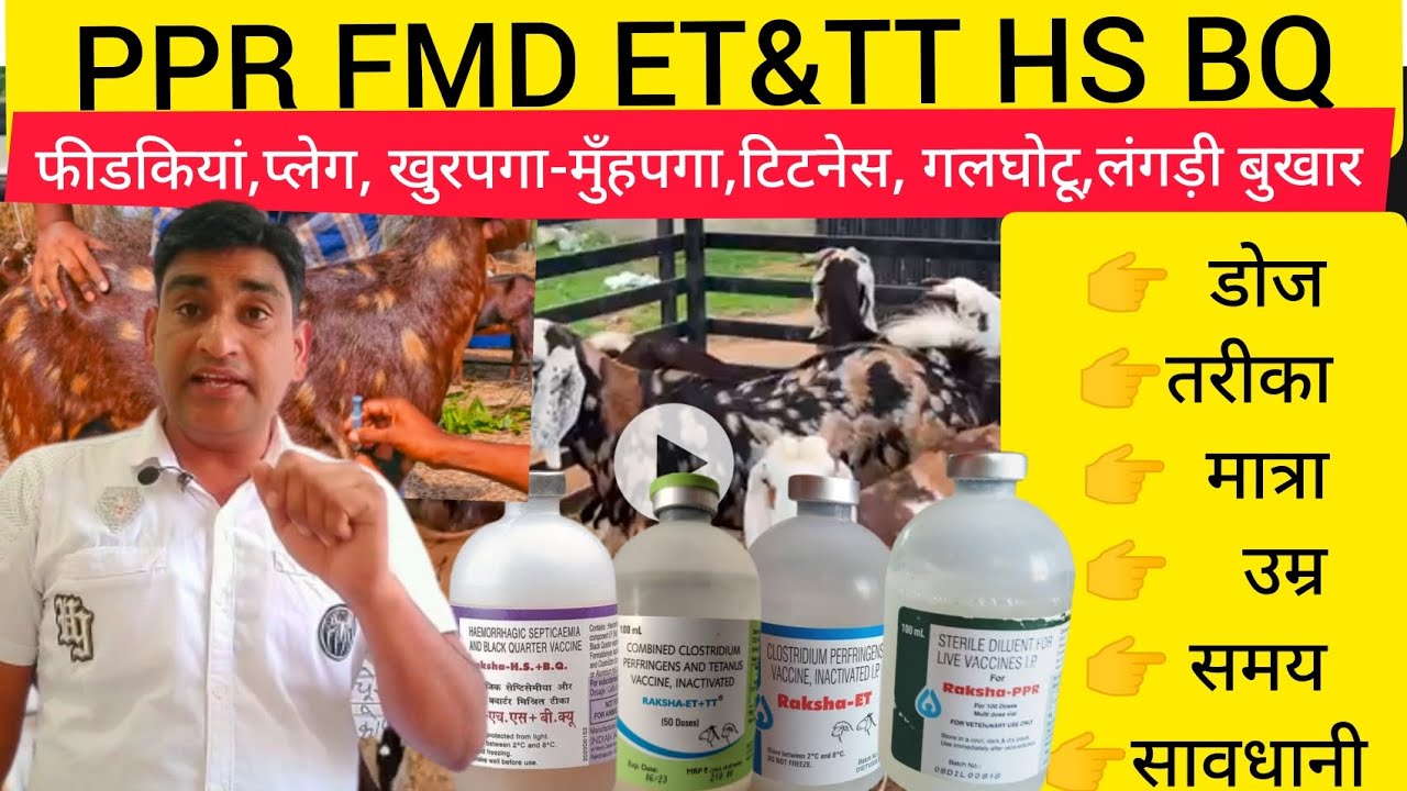 PPR FMD ET &TT HS BQ फीडकियां प्लेग खुरपगा मुँहपगा टिटनेस गलघोटू लंगड़ी बुखार सम्पूर्ण जानकारी