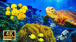 11 HOURS of 4K Underwater Wonders + Relaxing Music - Coral Reefs \& Colorful Sea Life in UHD