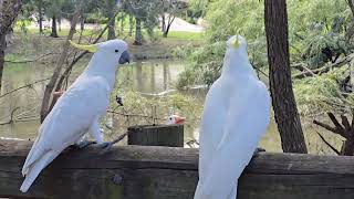 Cockatoos in the lake on top of the fence. Campbelltown Australia.