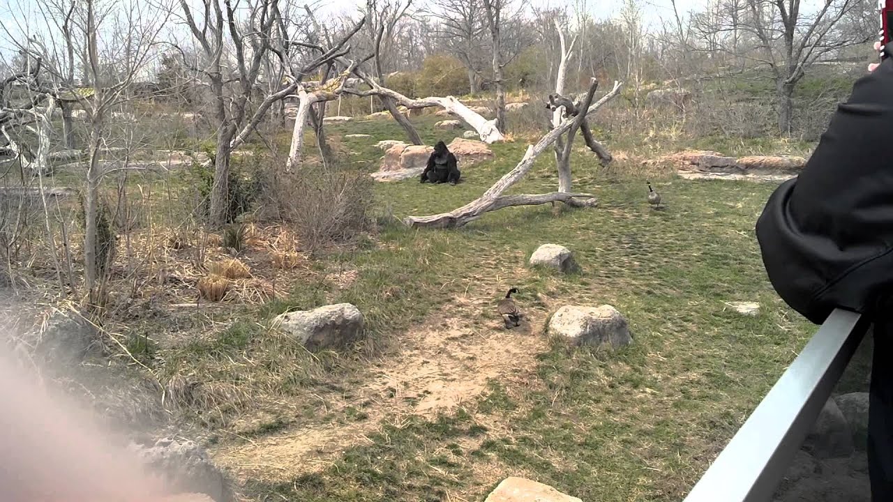 canada goose vs gorilla