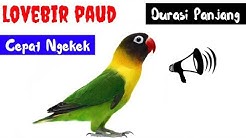 Dijamin Lovbird Baby Langsung Narik Ngekek Panjang Masteran Lovebird Paud Agar Ngekek Panjang mp3  - Durasi: 59:41. 