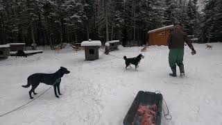 Musher's Tails: Feeding the Dogs
