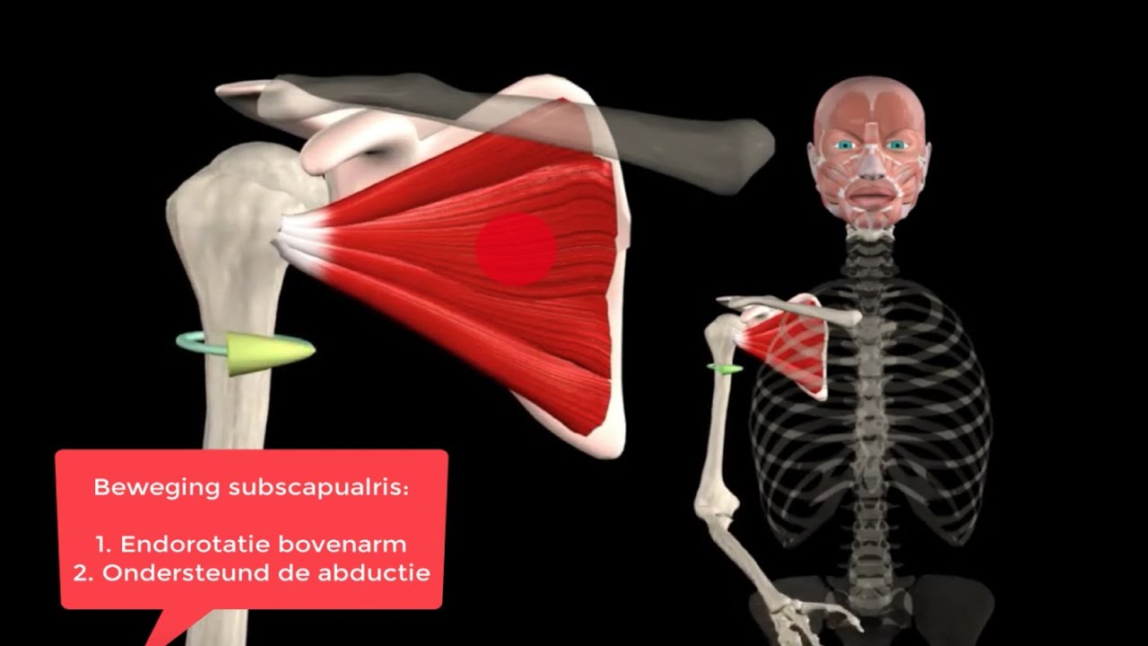 Perforatie Onbelangrijk vacuüm Musculus Subscapularis Oefeningen En Behandeling | Fysiotherapie4all