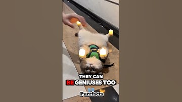 "Top 5 Smartest Cat Tricks 🐱🧠 Genius Cats You Won’t Believe" #savethecat #smartcats #jaidmeel