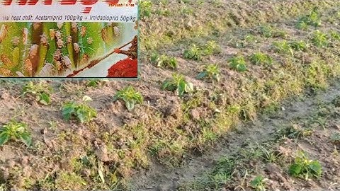 Cách Chọn Thuốc Trị Bọ Trĩ  Rầy Xanh Rầy Trắng Hại Hoa Thược Dược