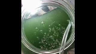 Cara sederhana membudidayakan Spirulina di rumah #spirulina