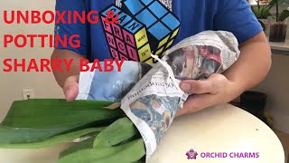 Unboxing & Potting Oncidium Sharry Baby aka 'Chocolate Orchid'