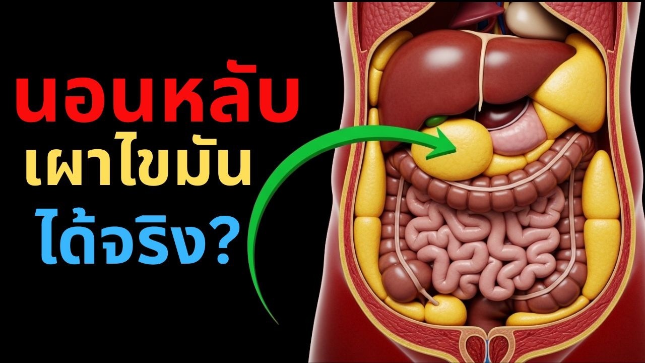 นักวิทยาศาสตร์เผย! เผาไขมันพุงตอนนอนจริงไหม?