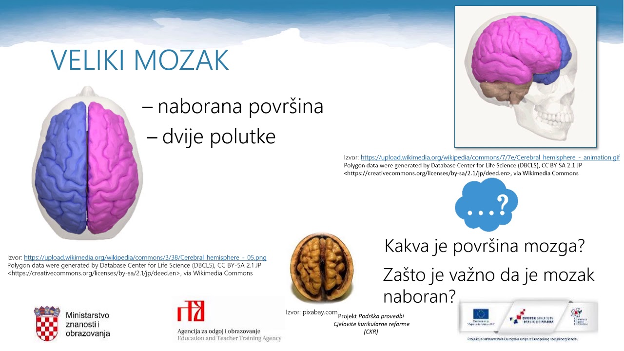 Biologija, 8. r. OŠ - Živčani sustav čovjeka