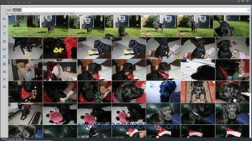 Photoshop Elements 2021 Tutorial Searching & Finding Your Images Adobe Training