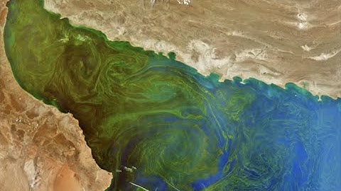 First Look at PACE Ocean Color Observations