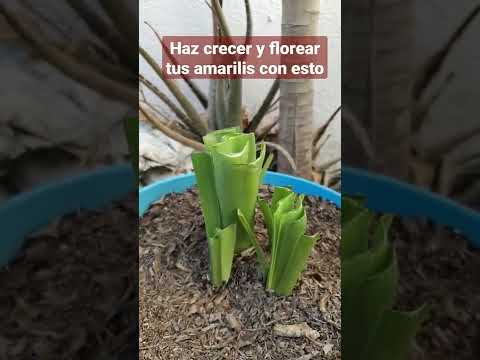 Video: Cómo forzar bulbos de amarilis en interiores - Consejos para forzar bulbos de amarilis en el suelo