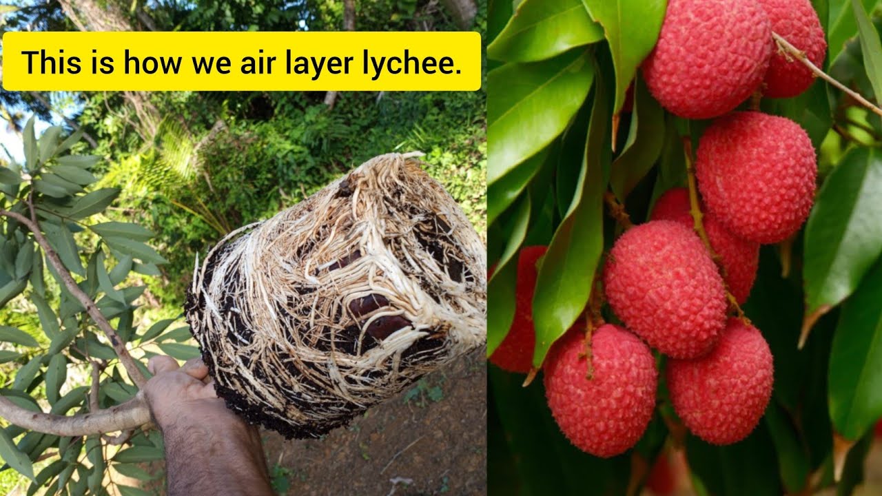 How to air layer longan and lychee - YouTube