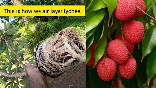 How to air layer longan and lychee