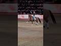 Just For Fun Edit Fyp Animals Horse Equine Sports Dressage Viral Equestrian Music 