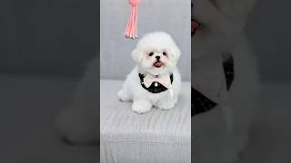 BCF-00657 #บิชอง #บิชองฟริเช่ #มินิบิชอง #บิชองน่าหมี #บิชองเกรดประกวด #มินิบิชอง #บิชองเกาหลี