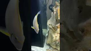 My 300-gallon SeaClear Acrylic Marine Tank
