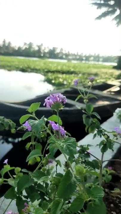 ilam kattu veesuthe #tamil #nature