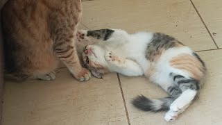 Cats & kittens are 885 & 794 & 720 & 637 & 536 & 519 &471 & 395 & 280 & 242 & 142 &302 &236 &134&100