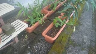 生姜のプランター栽培の現在の様子。ほったらかしだった割りにはまあまあの生育ですが、やはり水分管理は大事です。
